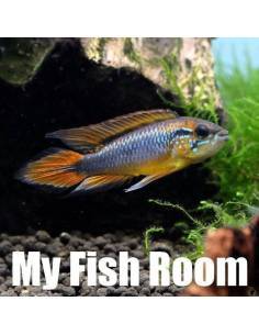 Apistogramma agassizii Red