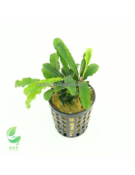Bucephalandra sp "red mini" , plantas para acuarios en maceta