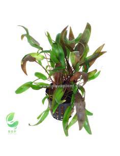 Cryptocoryne wendtii brown