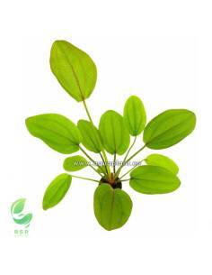 Echinodorus Rose