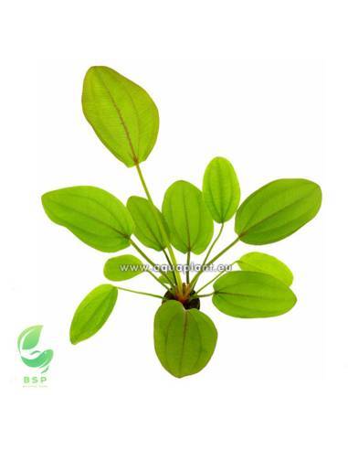 Echinodorus Rose