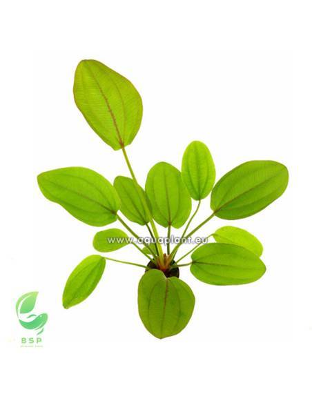 Echinodorus Rose Echinodorus Rose