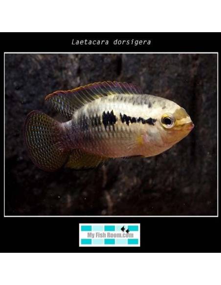 Laetacara dorsigera
