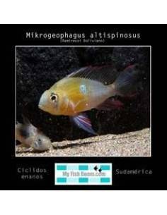 Mikrogeophagus altispinosus