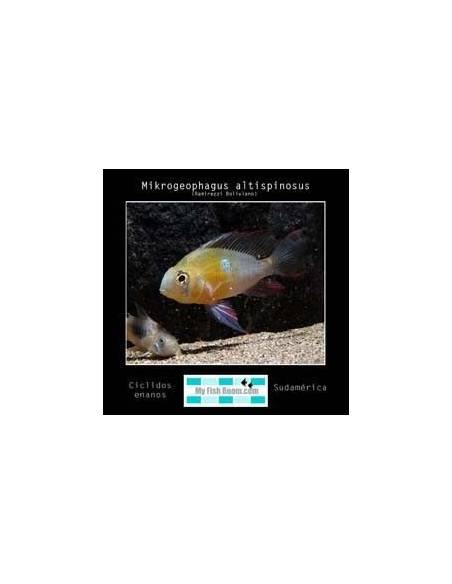 Mikrogeophagus altispinosus