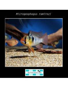 Mikrogeophagus ramirezi