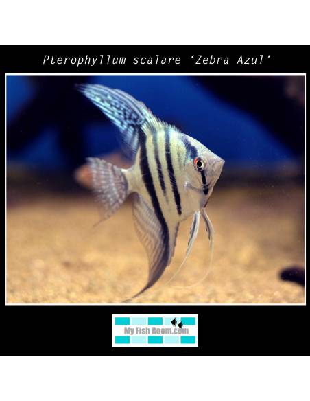 Pterophyllum scalare zebra azul