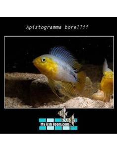 Apistogramma borellii