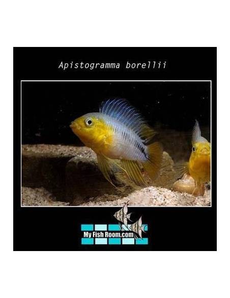 Apistogramma borellii