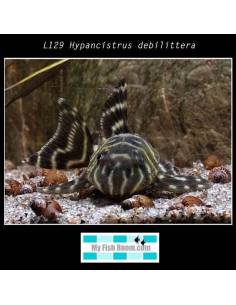 L129 Hypancistrus debilittera