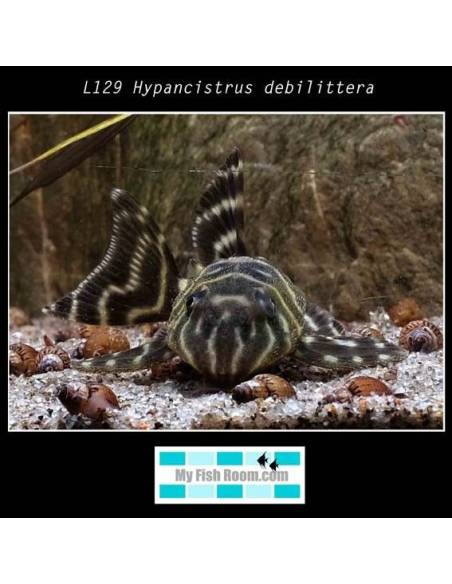 L129 Hypancistrus debilittera