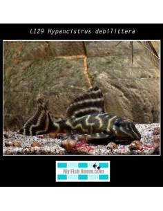 L129 Hypancistrus debilittera 2