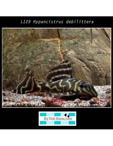 L129 Hypancistrus debilittera