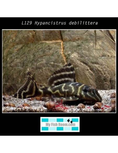 L129 Hypancistrus debilittera