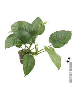 Anubias barteri
