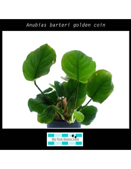 Anubias barteri golden coin