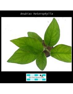 Anubias heterophylla