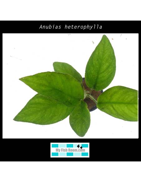 Anubias heterophylla