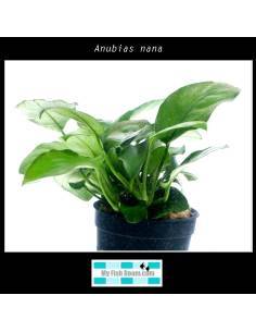 Anubias nana