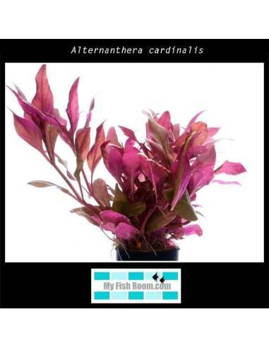 Alternanthera cardinalis