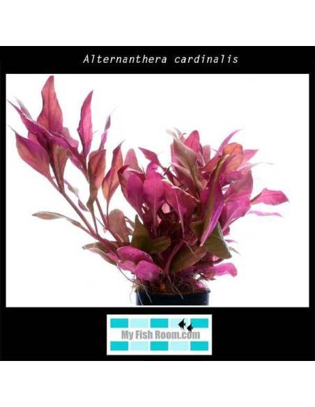 Alternanthera cardinalis