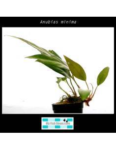 Anubias minima
