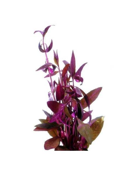 Alternanthera sessilis Alternanthera sessilis