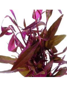 Alternanthera sessilis 2