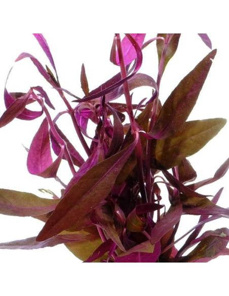 Alternanthera sessilis Alternanthera sessilis