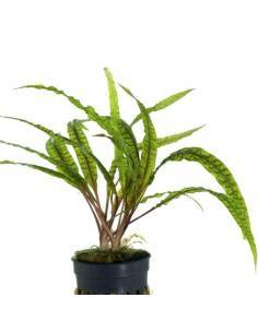 Cryptocoryne balansae green