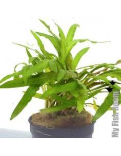 Cryptocoryne costata