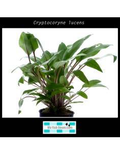 Cryptocoryne lucens