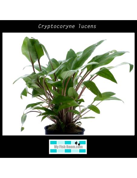 Cryptocoryne lucens