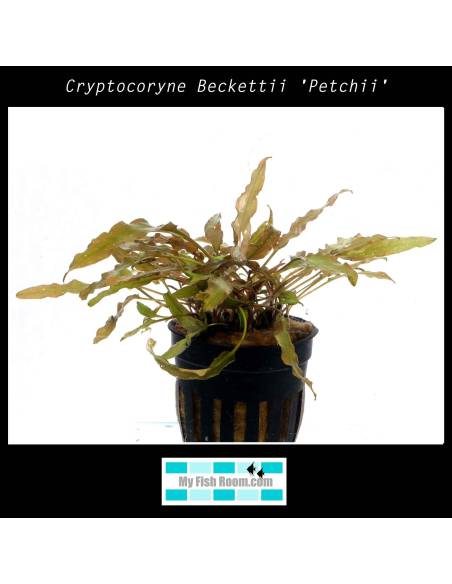 Cryptocoryne petchii