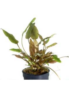 Cryptocoryne wendtii brown