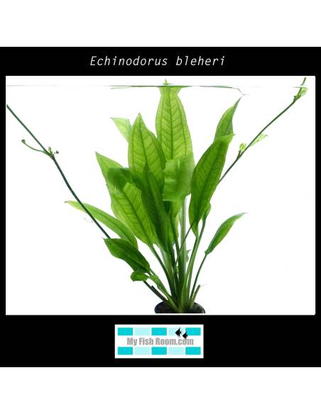 Echinodorus bleheri