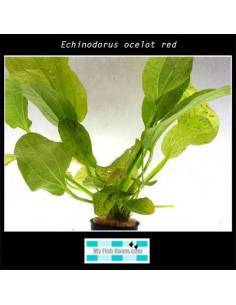 Echinodorus ocelot red