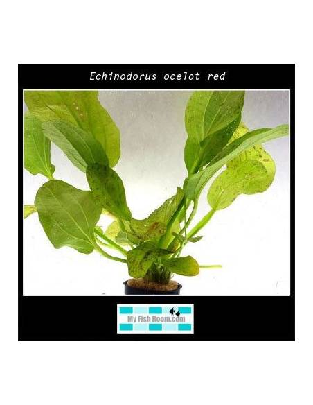 Echinodorus ocelot red