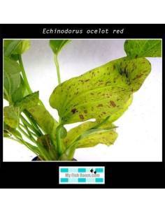Echinodorus ocelot red 2
