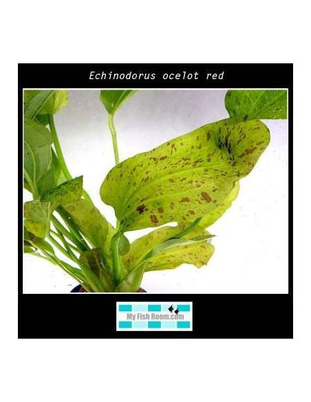 Echinodorus ocelot red