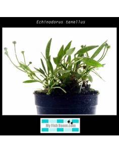 Echinodorus tenellus