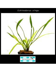 Echinodorus xingu
