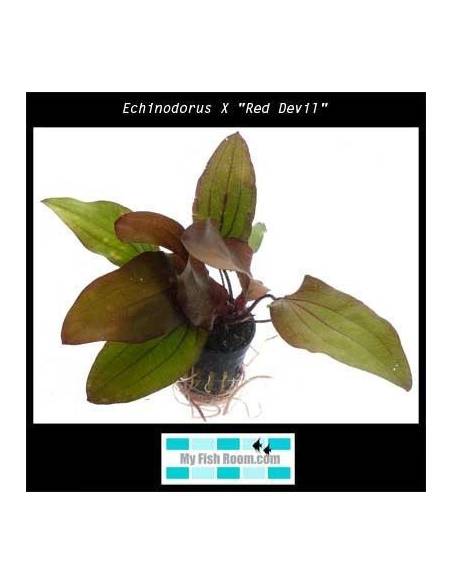 Echinodorus x "Red Devil"