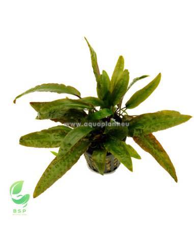 Cryptocoryne usteriana green