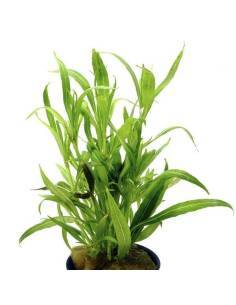 Hygrophila corymbosa var salicifolia "Narrow"