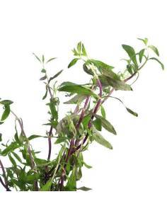 Limnophila aromatica