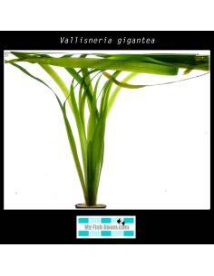 Vallisneria gigantea
