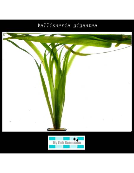 Vallisneria gigantea