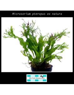 Microsorium pteropus ex natura