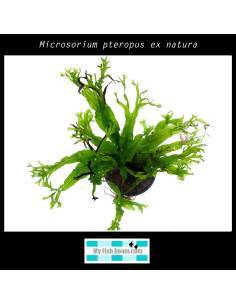 Microsorium pteropus ex natura 2